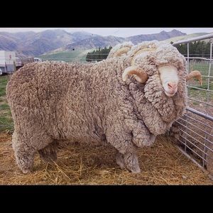 Meet your Posher, Kali